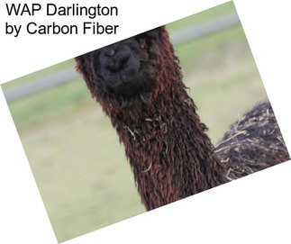 WAP Darlington by Carbon Fiber