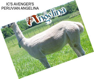 IC\'S AVENGER\'S PERUVIAN ANGELINA