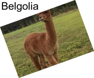 Belgolia