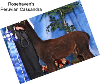 Rosehaven\'s Peruvian Cassandra