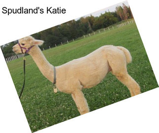 Spudland\'s Katie