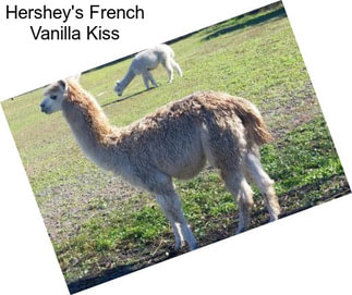 Hershey\'s French Vanilla Kiss
