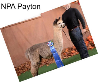 NPA Payton