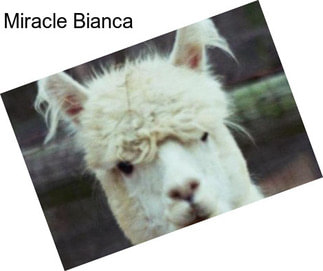 Miracle Bianca