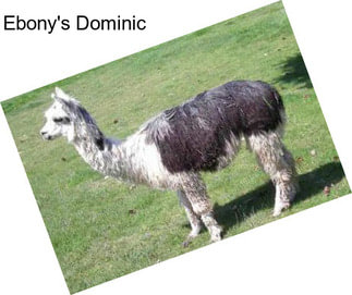 Ebony\'s Dominic