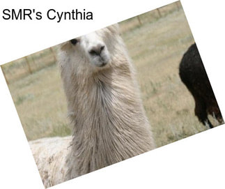 SMR\'s Cynthia