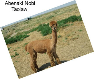 Abenaki Nobi Taolawi