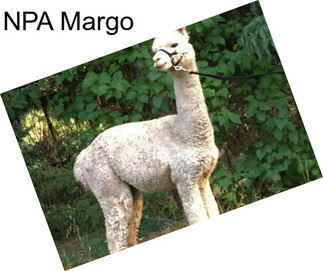 NPA Margo