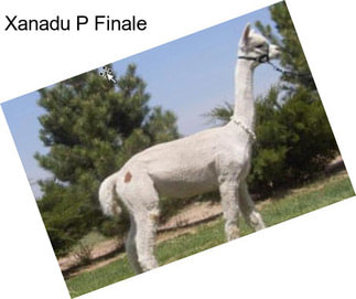 Xanadu P Finale