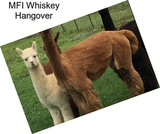 MFI Whiskey Hangover