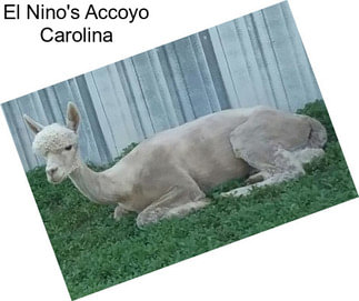 El Nino\'s Accoyo Carolina
