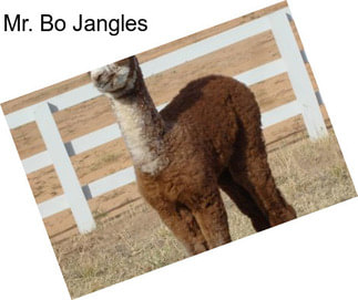 Mr. Bo Jangles