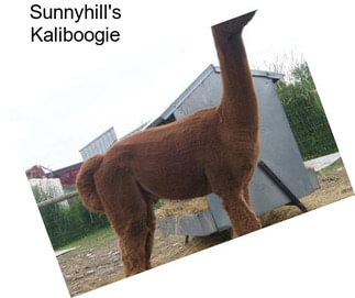 Sunnyhill\'s Kaliboogie