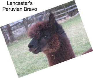 Lancaster\'s Peruvian Bravo