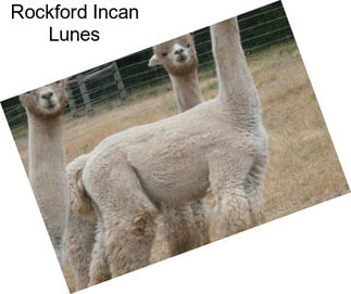 Rockford Incan Lunes