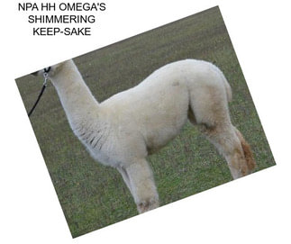 NPA HH OMEGA\'S SHIMMERING KEEP-SAKE