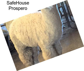 SafeHouse Prospero