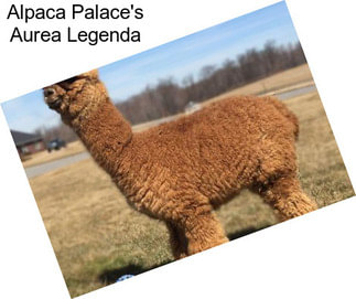 Alpaca Palace\'s Aurea Legenda