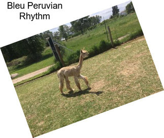 Bleu Peruvian Rhythm