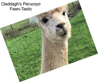 Claddagh\'s Perucoyo Fawn-Tastic