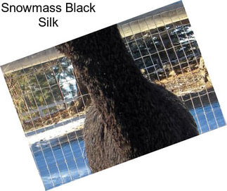 Snowmass Black Silk