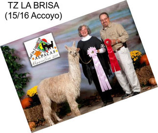 TZ LA BRISA (15/16 Accoyo)