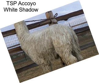 TSP Accoyo White Shadow