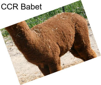 CCR Babet