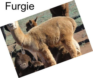 Furgie