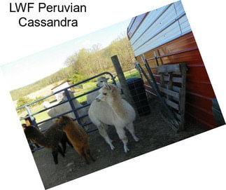 LWF Peruvian Cassandra