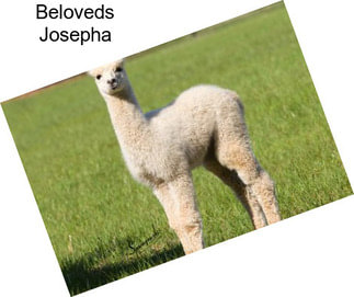 Beloveds Josepha