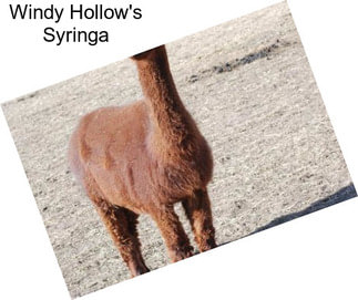 Windy Hollow\'s Syringa