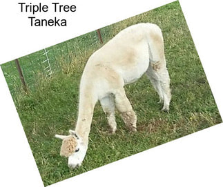 Triple Tree Taneka