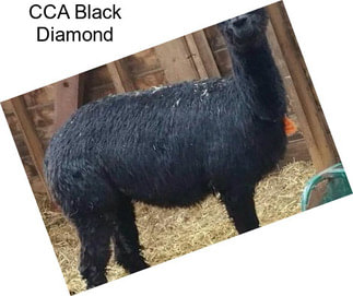 CCA Black Diamond