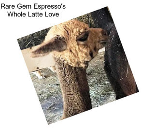 Rare Gem Espresso\'s Whole Latte Love