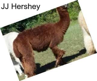 JJ Hershey