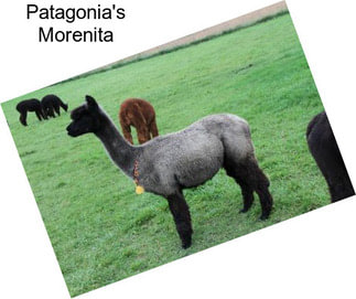 Patagonia\'s Morenita