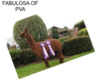 FABULOSA OF PVA