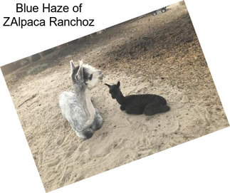 Blue Haze of ZAlpaca Ranchoz