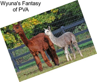 Wyuna\'s Fantasy of PVA