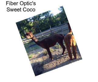 Fiber Optic\'s Sweet Coco