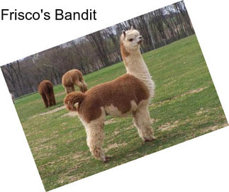 Frisco\'s Bandit