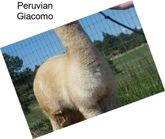 Peruvian Giacomo