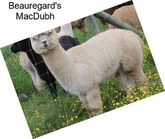 Beauregard\'s MacDubh