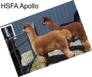 HSFA Apollo