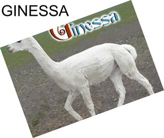 GINESSA