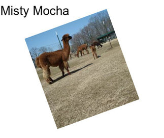 Misty Mocha