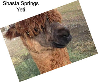 Shasta Springs Yeti
