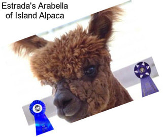 Estrada\'s Arabella of Island Alpaca