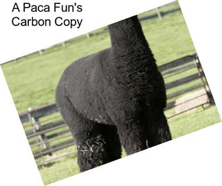 A Paca Fun\'s Carbon Copy